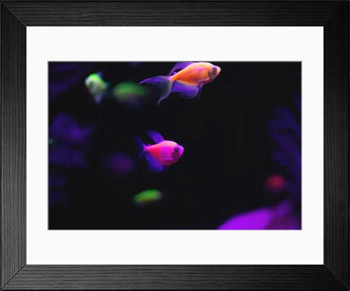 Framed Print : small multi-colored fish swim in the aquarium Framed Print : small multi-colored fish swim in the aquarium