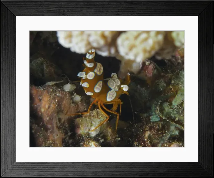 Framed Print : Spotted, orange-white shrimp, hollow-backed shrimp (Thor amboinensis) Framed Print : Spotted, orange-white shrimp, hollow-backed shrimp (Thor amboinensis)