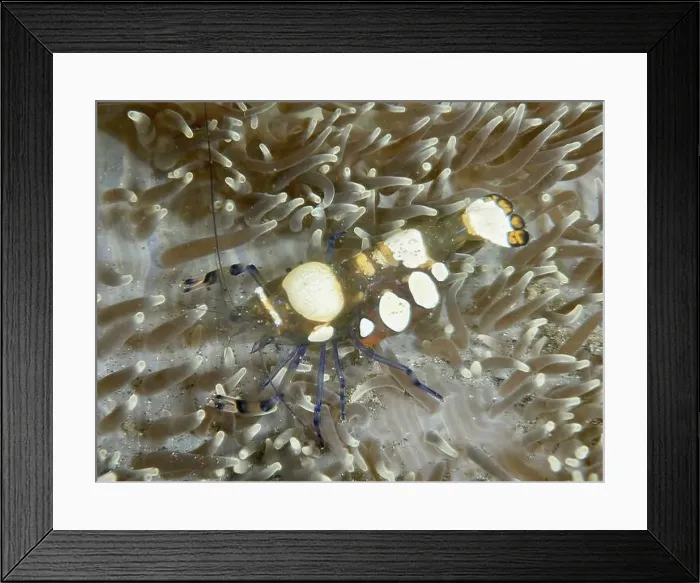 Framed Print : Transparent peacock anemone shrimp (Ancylocaris brevicarpalis) in a sea anemone on the seabed Framed Print : Transparent peacock anemone shrimp (Ancylocaris brevicarpalis) in a sea anemone on the seabed