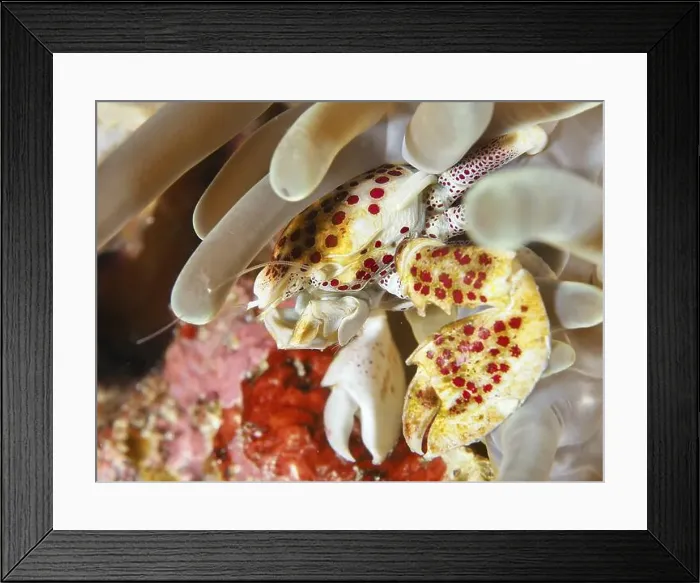 Framed Print : Luminous porcelain crab, spotted porcelain crab (Neopetrolisthes maculatus) in a white sea anemone Framed Print : Luminous porcelain crab, spotted porcelain crab (Neopetrolisthes maculatus) in a white sea anemone
