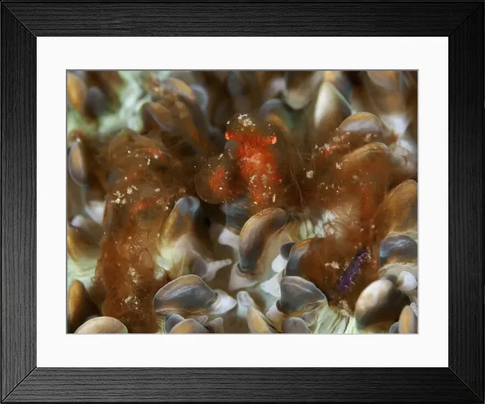 Framed Print : An orange creature, orang-utan crab (Achaeus japonicus) Framed Print : An orange creature, orang-utan crab (Achaeus japonicus)