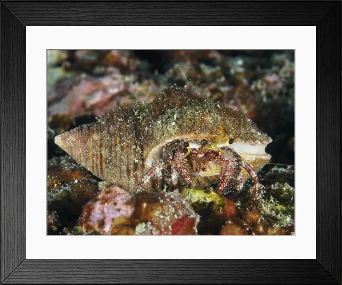 Framed Print : A dark-knee hermit crab (Dardanus lagopodes) hiding on the seabed Framed Print : A dark-knee hermit crab (Dardanus lagopodes) hiding on the seabed