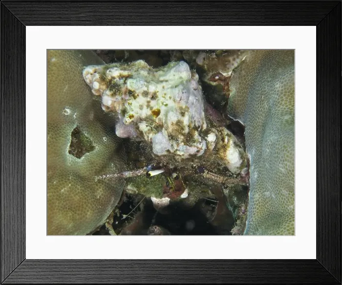 Framed Print : Dark-kneed hermit crab (Dardanus lagopodes) among corals, dive site Spice Reef, Penyapangan, Bali, Indonesia, Asia Framed Print : Dark-kneed hermit crab (Dardanus lagopodes) among corals, dive site Spice Reef, Penyapangan, Bali, Indonesia, Asia