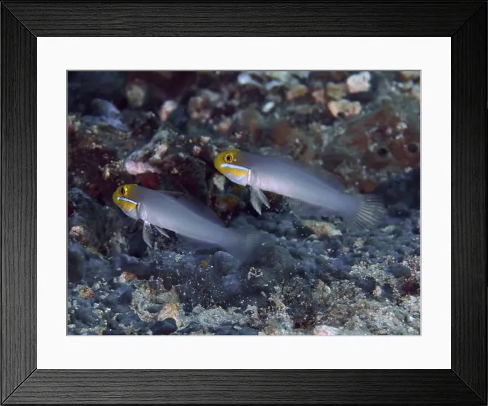 Framed Print : Two gobies with yellow heads, golden-fronted sleeper goby (Valenciennea strigata) Framed Print : Two gobies with yellow heads, golden-fronted sleeper goby (Valenciennea strigata)