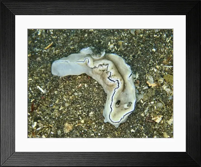 Framed Print : Grey nudibranch with dark lines Framed Print : Grey nudibranch with dark lines