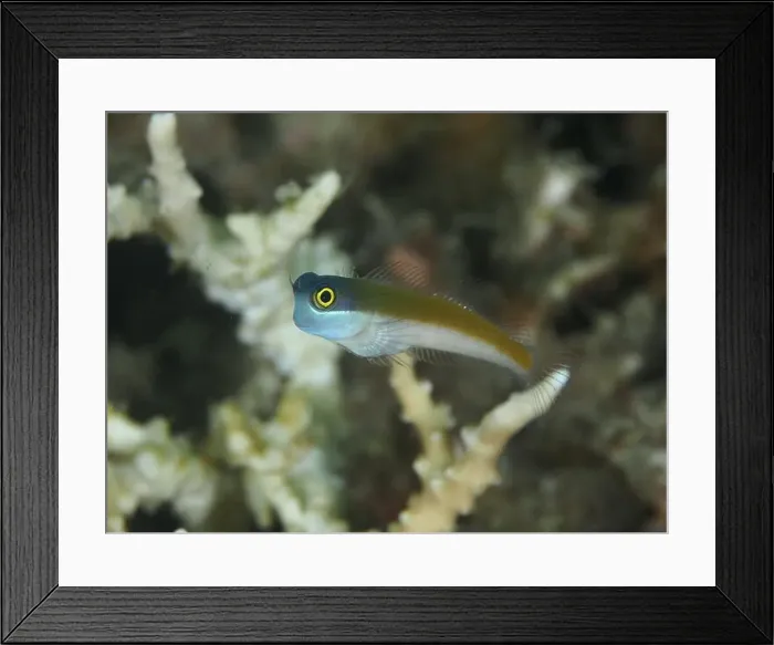 Framed Print : Small blenny, bluehead blenny (Ecsenius ops) Framed Print : Small blenny, bluehead blenny (Ecsenius ops)