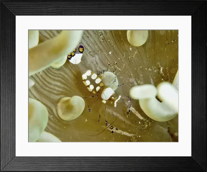 Framed Print : Transparent peacock anemone shrimp (Ancylocaris brevicarpalis) in a sea anemone on the seabed Framed Print : Transparent peacock anemone shrimp (Ancylocaris brevicarpalis) in a sea anemone on the seabed