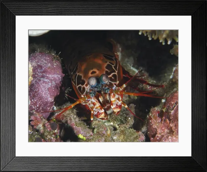 Framed Print : Close-up of a clown mantis shrimp (Odontodactylus scyllarus) in a coral environment Framed Print : Close-up of a clown mantis shrimp (Odontodactylus scyllarus) in a coral environment