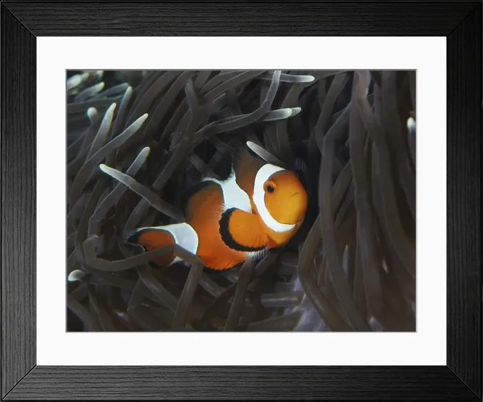 Framed Print : An Ocellaris Clownfish (Amphiprion ocellaris) snuggles into the dark tentacles of a sea anemone in the coral reef Framed Print : An Ocellaris Clownfish (Amphiprion ocellaris) snuggles into the dark tentacles of a sea anemone in the coral reef
