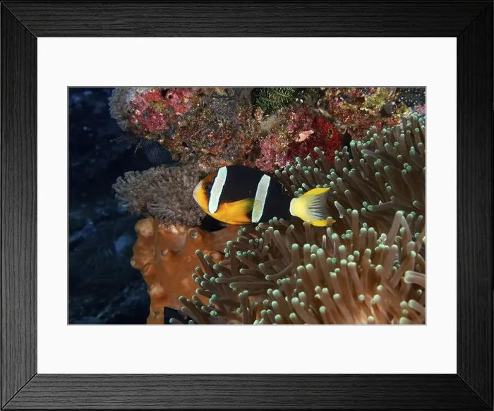 Framed Print : A colourful clownfish, Clark's anemonefish (Amphiprion clarkii) Framed Print : A colourful clownfish, Clark's anemonefish (Amphiprion clarkii)