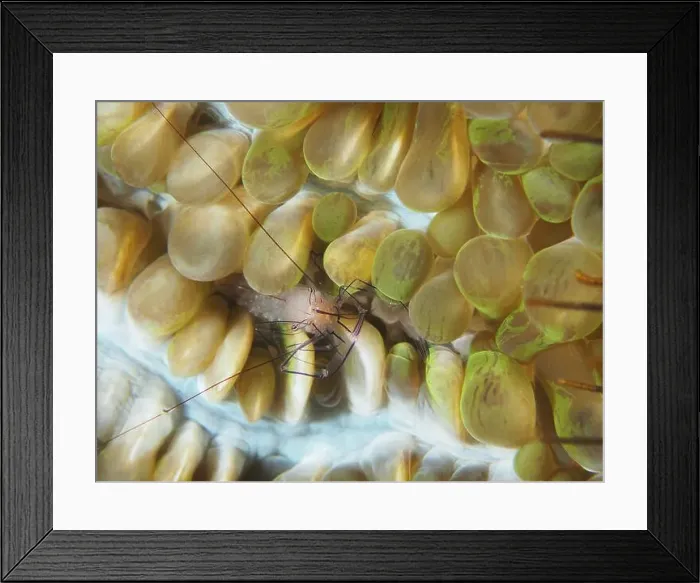 Framed Print : Philippine bubble coral shrimp (Palaemonella philippinensis) on a bubble coral Framed Print : Philippine bubble coral shrimp (Palaemonella philippinensis) on a bubble coral