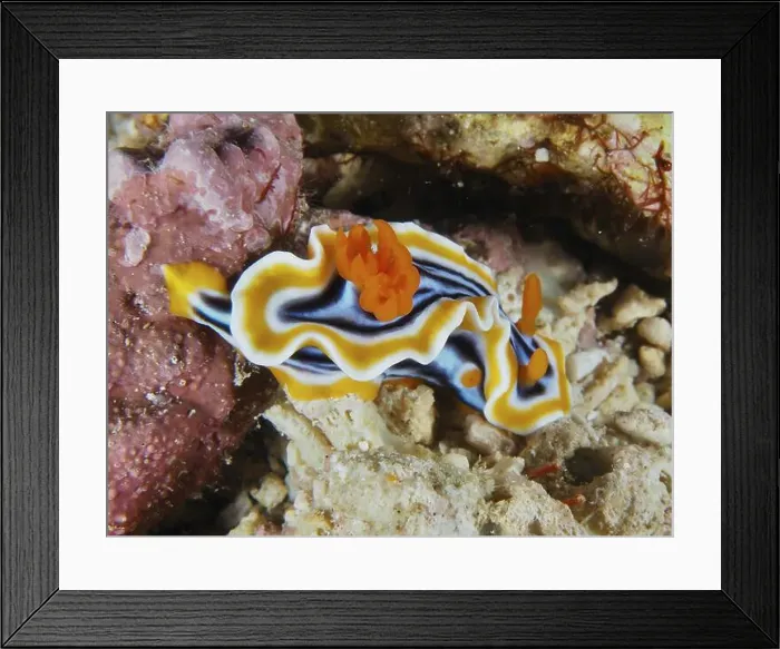 Framed Print : White nudibranch with black and orange stripes Framed Print : White nudibranch with black and orange stripes