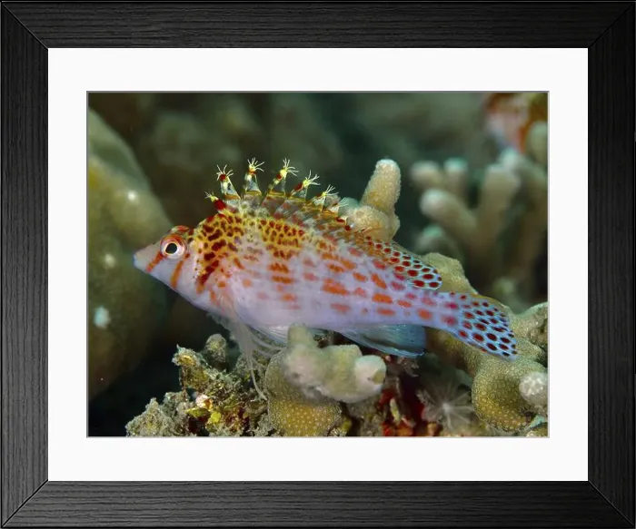 Framed Print : Fish with red spots, Dwarf Hawkfish (Cirrhitichthys falco) Framed Print : Fish with red spots, Dwarf Hawkfish (Cirrhitichthys falco)