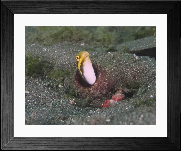Framed Print : A striped mimicry blenny (Petroscirtes breviceps) looks out of a bottle buried in the sandy seabed Framed Print : A striped mimicry blenny (Petroscirtes breviceps) looks out of a bottle buried in the sandy seabed