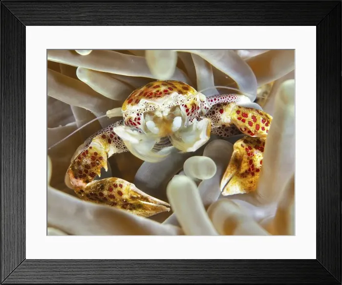 Framed Print : Lively porcelain crab, spotted porcelain crab (Neopetrolisthes maculatus) Framed Print : Lively porcelain crab, spotted porcelain crab (Neopetrolisthes maculatus)