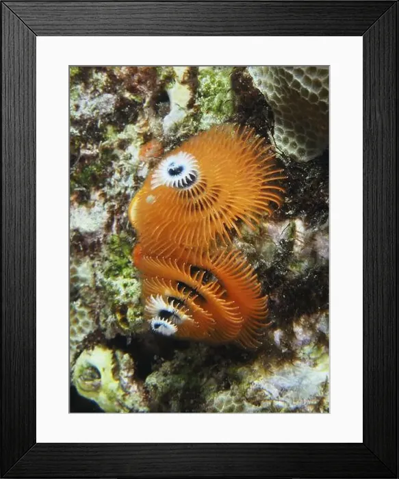 Framed Print : Orange spiral worms, Indo-Pacific Christmas tree worm (Spirobranchus corniculatus) Framed Print : Orange spiral worms, Indo-Pacific Christmas tree worm (Spirobranchus corniculatus)