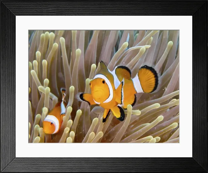 Framed Print : Ocellaris Clownfish (Amphiprion ocellaris) is in a vividly coloured sea anemone Framed Print : Ocellaris Clownfish (Amphiprion ocellaris) is in a vividly coloured sea anemone
