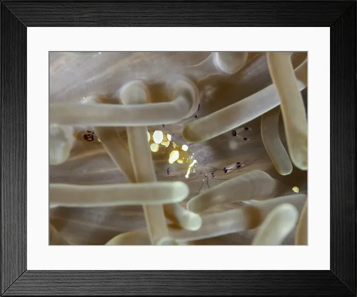 Framed Print : Transparent peacock anemone shrimp (Ancylocaris brevicarpalis) in beige-coloured sea anemone on the seabed Framed Print : Transparent peacock anemone shrimp (Ancylocaris brevicarpalis) in beige-coloured sea anemone on the seabed