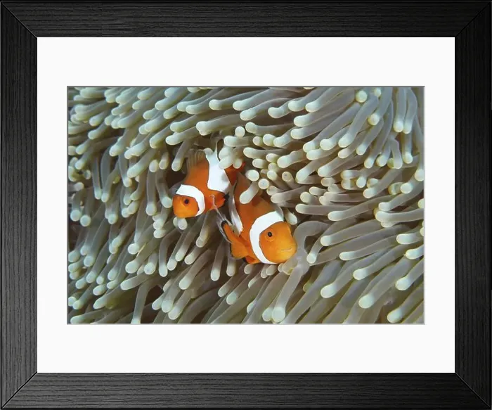 Framed Print : Two Ocellaris Clownfish (Amphiprion ocellaris) seek shelter between the tentacles of a sea anemone in the sea Framed Print : Two Ocellaris Clownfish (Amphiprion ocellaris) seek shelter between the tentacles of a sea anemone in the sea