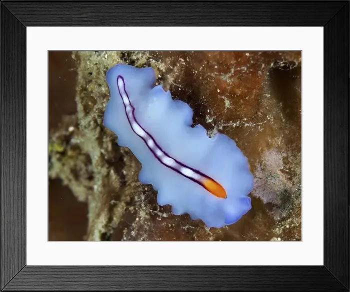 Framed Print : Smooth blue-orange flatworm, racing stripe whirlpool worm (Pseudoceros bifurcus) Framed Print : Smooth blue-orange flatworm, racing stripe whirlpool worm (Pseudoceros bifurcus)
