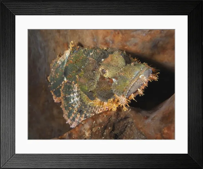 Framed Print : A green-brown fish, fringed scorpionfish (Scorpaenopsis oxycephalus) Framed Print : A green-brown fish, fringed scorpionfish (Scorpaenopsis oxycephalus)