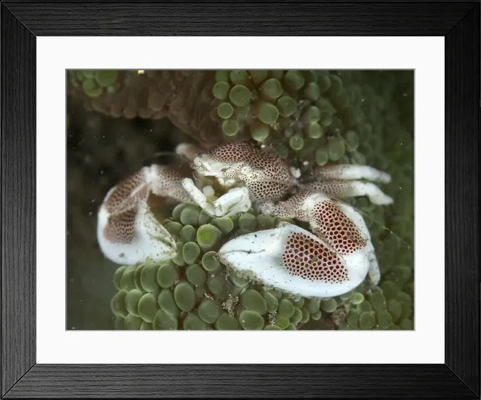 Framed Print : A porcelain crab, spotted porcelain crab (Neopetrolisthes maculatus) Framed Print : A porcelain crab, spotted porcelain crab (Neopetrolisthes maculatus)