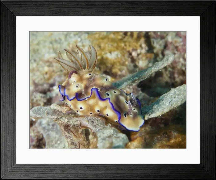 Framed Print : Exotic nudibranch with blue edges and brown patterning Framed Print : Exotic nudibranch with blue edges and brown patterning