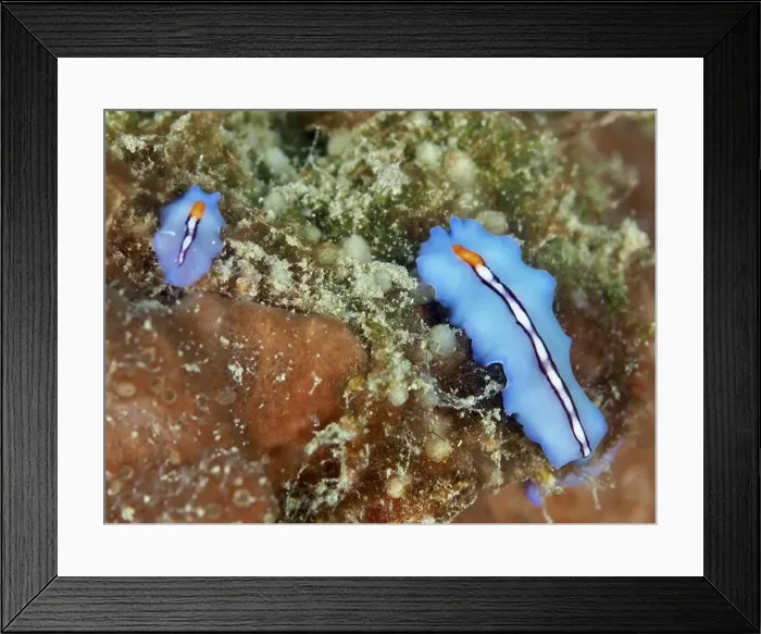 Framed Print : Two blue flatworms, racing stripe whirlpool worm (Pseudoceros bifurcus) Framed Print : Two blue flatworms, racing stripe whirlpool worm (Pseudoceros bifurcus)