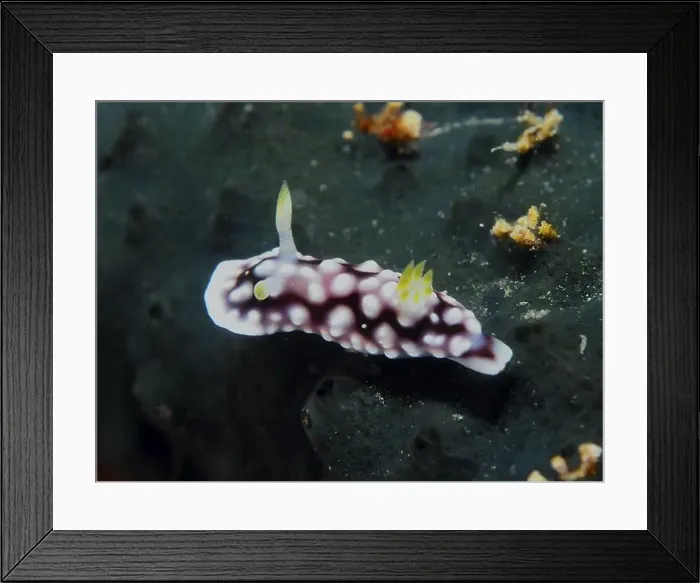 Framed Print : Nudibranch with white dots, Geometric Chromodoris (Goniobranchus geometricus) Framed Print : Nudibranch with white dots, Geometric Chromodoris (Goniobranchus geometricus)