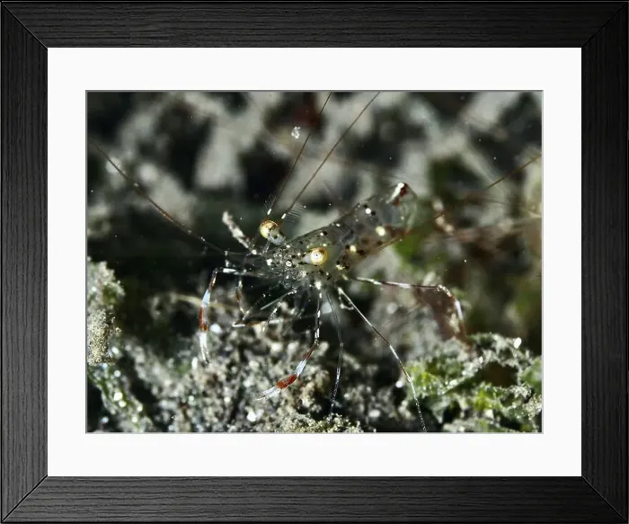Framed Print : Transparent shrimp, Anton Bruun's cleaner shrimp (Urocaridella antonbruunii) Framed Print : Transparent shrimp, Anton Bruun's cleaner shrimp (Urocaridella antonbruunii)