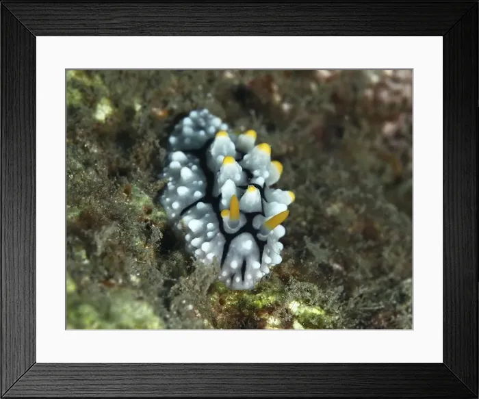Framed Print : A small, white nudibranch with yellow tips Framed Print : A small, white nudibranch with yellow tips