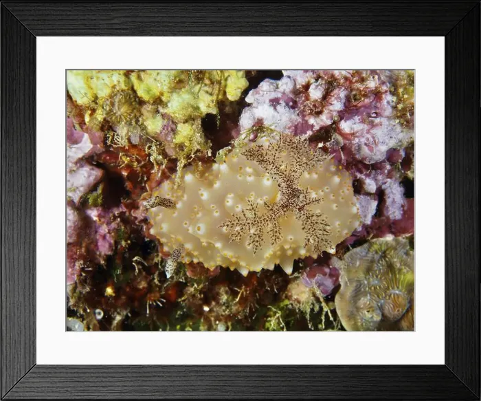 Framed Print : A single brown-yellow nudibranch with blotchy skin Framed Print : A single brown-yellow nudibranch with blotchy skin
