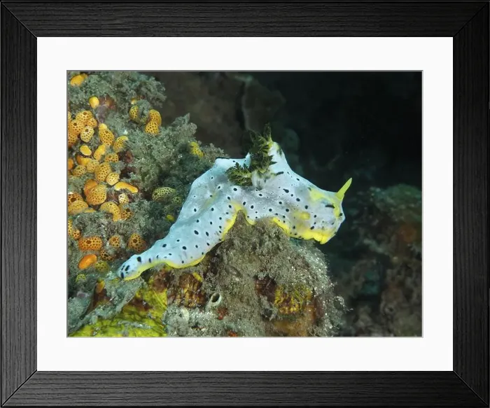 Framed Print : Snail with dotted patterns, grey banana nudibranch (Notodoris serenae) Framed Print : Snail with dotted patterns, grey banana nudibranch (Notodoris serenae)
