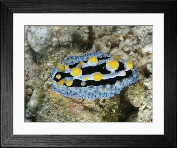Framed Print : Blue nudibranch with yellow dots Framed Print : Blue nudibranch with yellow dots