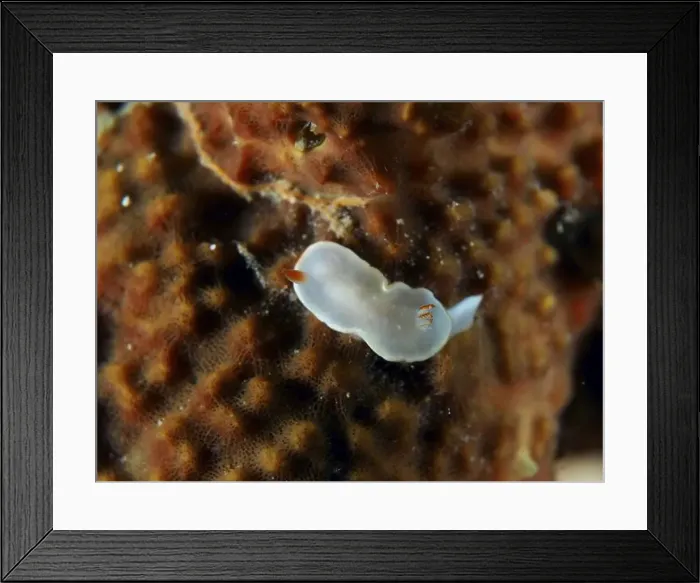 Framed Print : Tiny white nudibranch with orange highlights Framed Print : Tiny white nudibranch with orange highlights