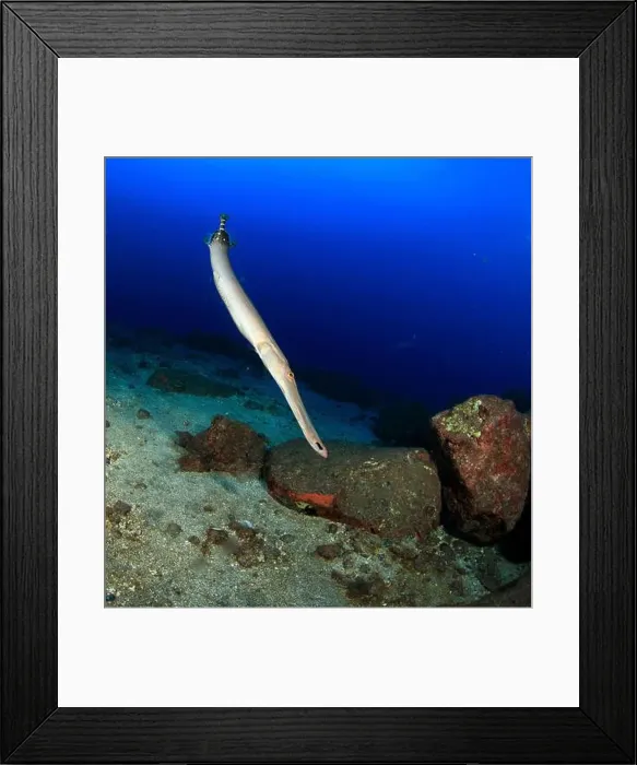 Framed Print : Trumpetfish trying to hunt on the sandy bottom Framed Print : Trumpetfish trying to hunt on the sandy bottom