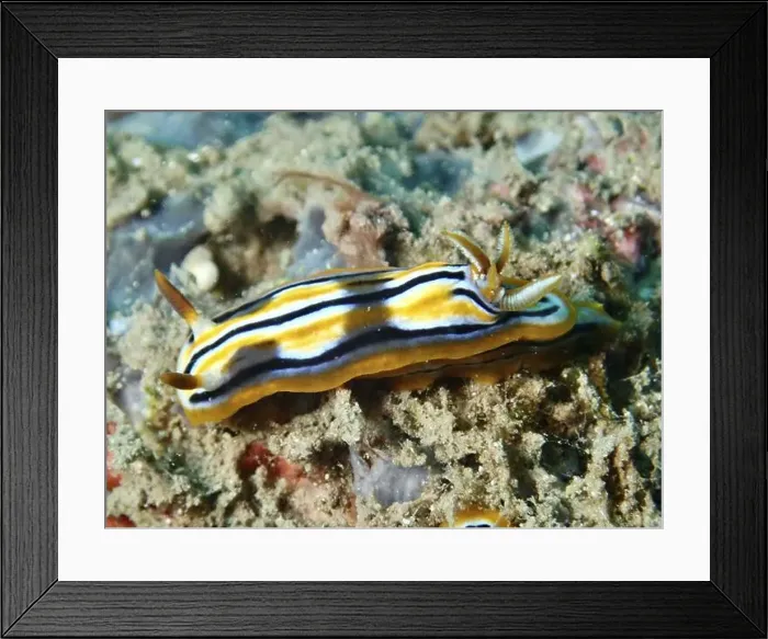 Framed Print : Striped nudibranch in yellow, white and black