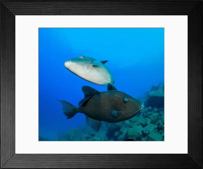 Framed Print : Two triggerfish play with each other around us at the bottom of the sea Framed Print : Two triggerfish play with each other around us at the bottom of the sea