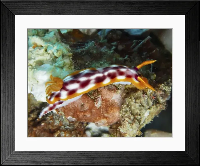 Framed Print : Nudibranch with white-orange coloured pattern Framed Print : Nudibranch with white-orange coloured pattern