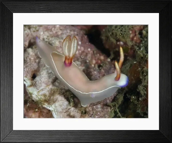 Framed Print : White nudibranch with purple rim Framed Print : White nudibranch with purple rim