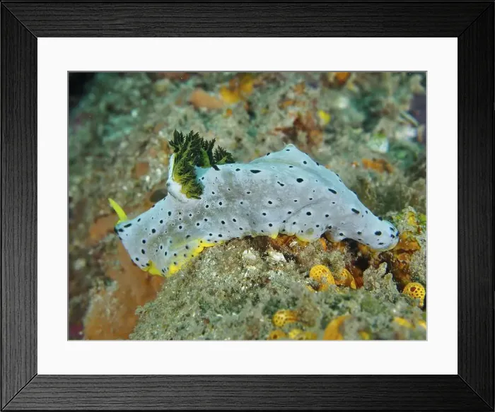 Framed Print : Dotted snail with yellow details Framed Print : Dotted snail with yellow details