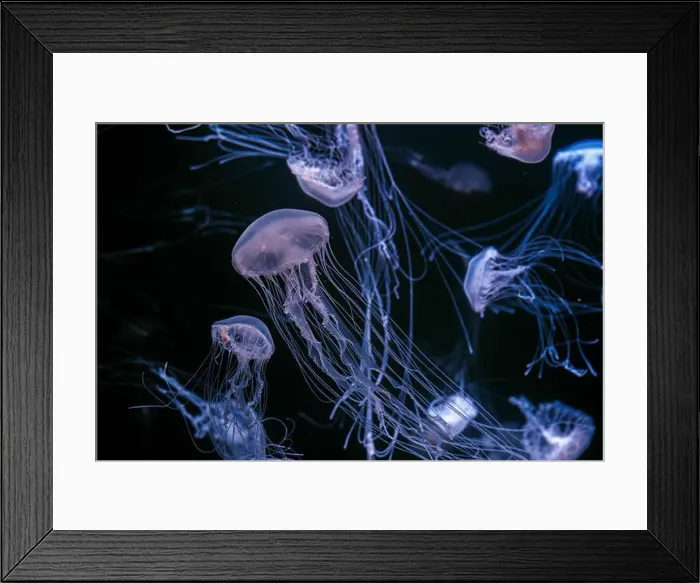 Framed Print : Group of Atlantic sea nettle, Chrysaora quinquecirrha
