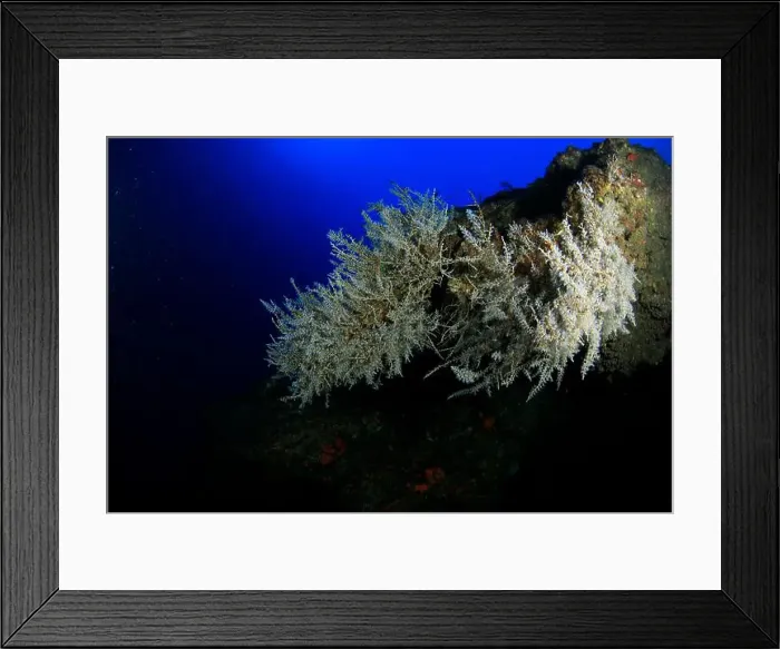 Framed Print : White soft coral on the reef wall Framed Print : White soft coral on the reef wall