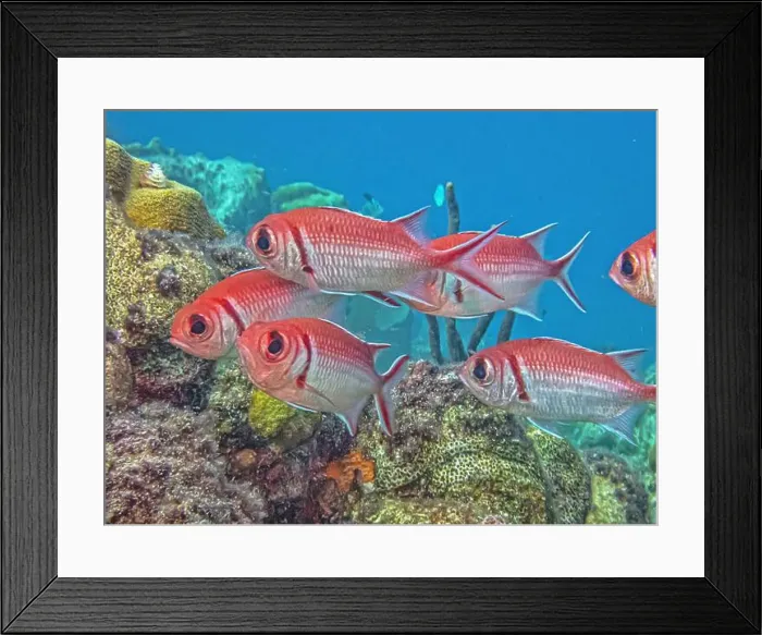 Framed Print : Myripristinae is a subfamily of the ray-finned fish family Holocentridae. They are typically known as soldierfish Framed Print : Myripristinae is a subfamily of the ray-finned fish family Holocentridae. They are typically known as soldierfish