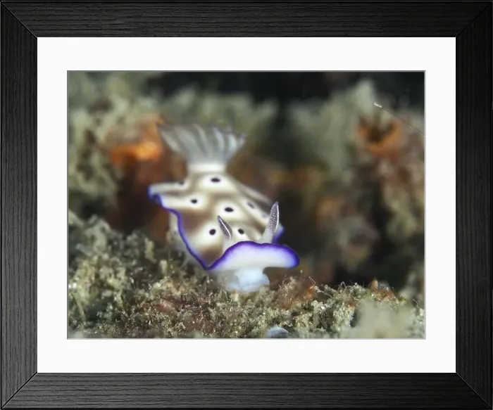 Framed Print : White nudibranch with purple rim and small dots Framed Print : White nudibranch with purple rim and small dots