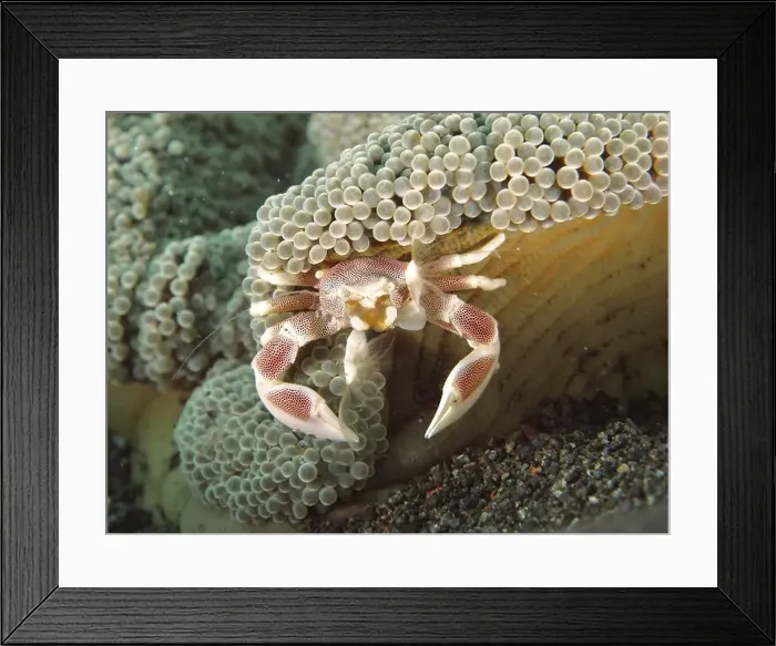 Framed Print : A porcelain crab, spotted porcelain crab (Neopetrolisthes maculatus) Framed Print : A porcelain crab, spotted porcelain crab (Neopetrolisthes maculatus)