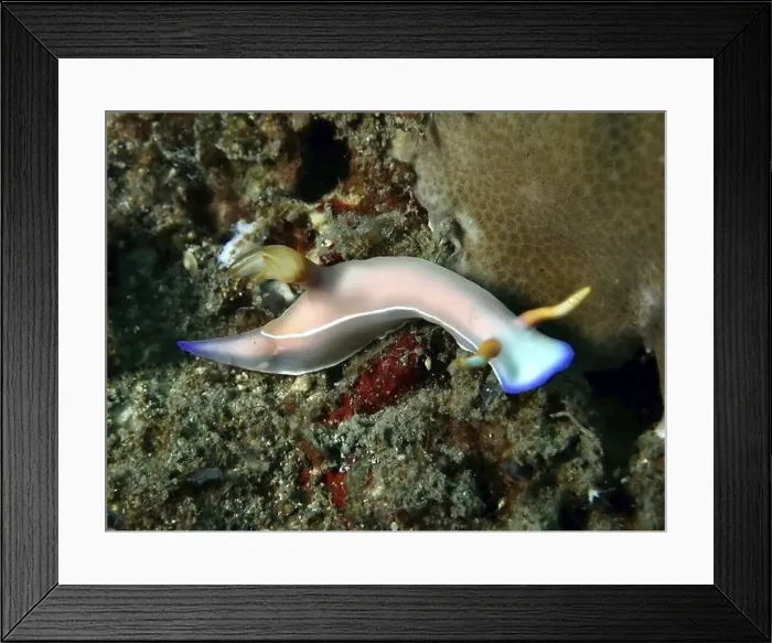 Framed Print : Exotic sea snail with blue details Framed Print : Exotic sea snail with blue details