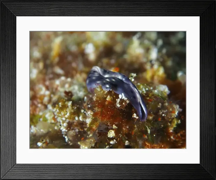 Framed Print : Iridescent bluish nudibranch, spotted thuridilla Framed Print : Iridescent bluish nudibranch, spotted thuridilla
