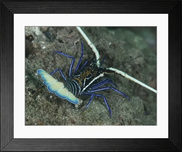 Framed Print : Crayfish with blue-green curved tail Framed Print : Crayfish with blue-green curved tail