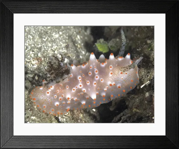 Framed Print : A translucent, orange speckled nudibranch Framed Print : A translucent, orange speckled nudibranch